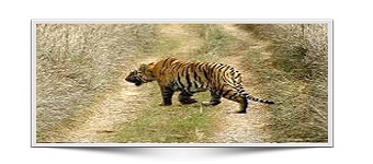 Wild Life Tour Packages In Uttrakhand